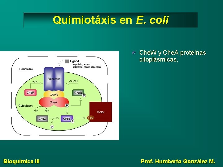 Quimiotáxis en E. coli Bioquímica III Che. W y Che. A proteínas citoplásmicas, Prof.