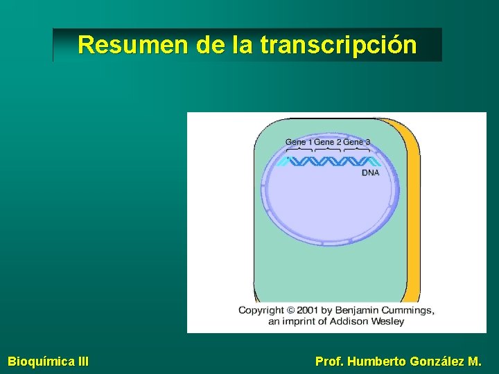 Resumen de la transcripción Bioquímica III Prof. Humberto González M. 