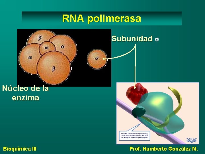 RNA polimerasa Subunidad σ Núcleo de la enzima Bioquímica III Prof. Humberto González M.
