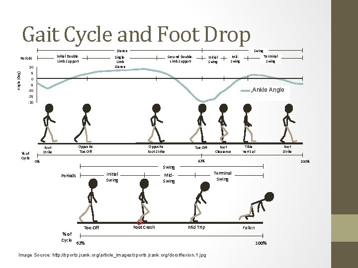 Gait Cycle and Foot Drop Stance Initial Double. Limb Support Angle (Deg) Periods 10