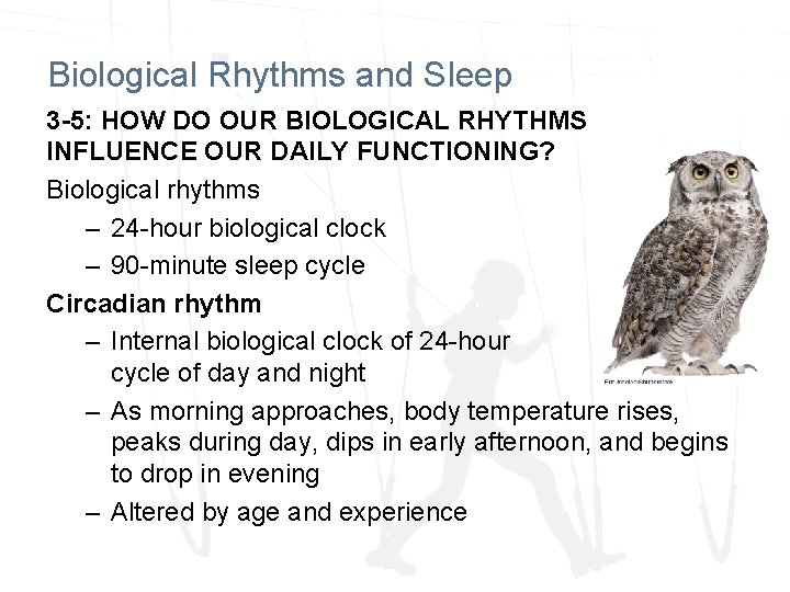 Biological Rhythms and Sleep 3 -5: HOW DO OUR BIOLOGICAL RHYTHMS INFLUENCE OUR DAILY Biological Rhythms and Sleep 3 -5: HOW DO OUR BIOLOGICAL RHYTHMS INFLUENCE OUR DAILY