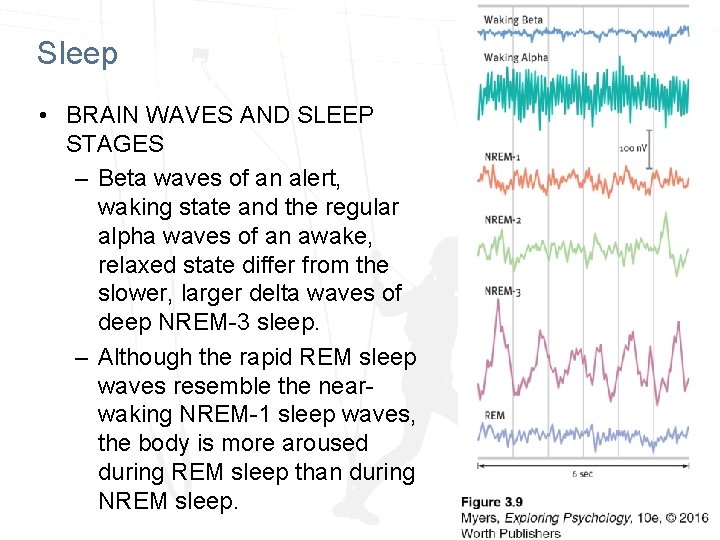 Sleep • BRAIN WAVES AND SLEEP STAGES – Beta waves of an alert, waking Sleep • BRAIN WAVES AND SLEEP STAGES – Beta waves of an alert, waking
