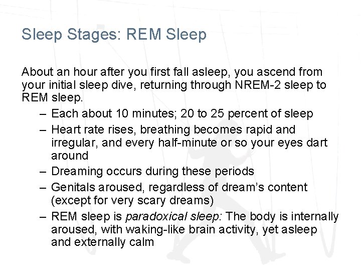Sleep Stages: REM Sleep About an hour after you first fall asleep, you ascend Sleep Stages: REM Sleep About an hour after you first fall asleep, you ascend