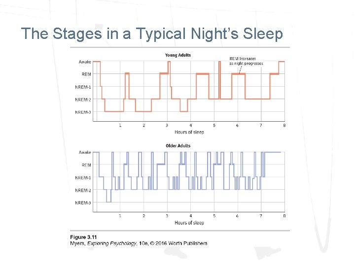 The Stages in a Typical Night’s Sleep The Stages in a Typical Night’s Sleep