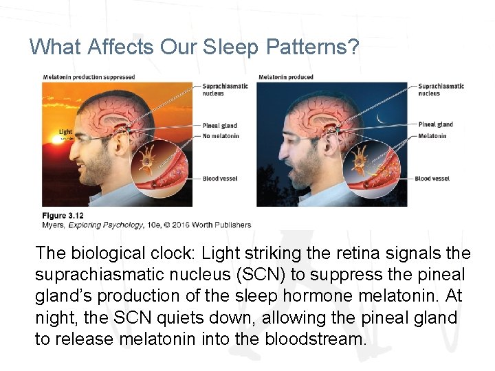 What Affects Our Sleep Patterns? The biological clock: Light striking the retina signals the What Affects Our Sleep Patterns? The biological clock: Light striking the retina signals the