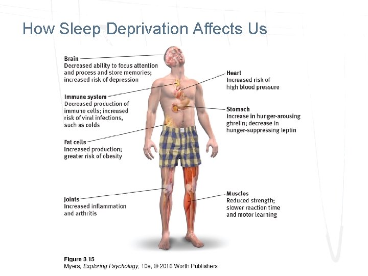How Sleep Deprivation Affects Us How Sleep Deprivation Affects Us