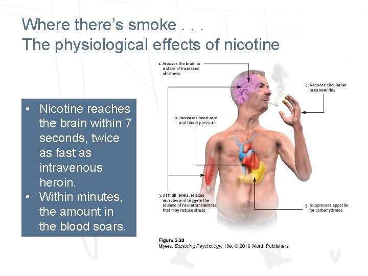 Where there’s smoke. . . The physiological effects of nicotine • Nicotine reaches the Where there’s smoke. . . The physiological effects of nicotine • Nicotine reaches the