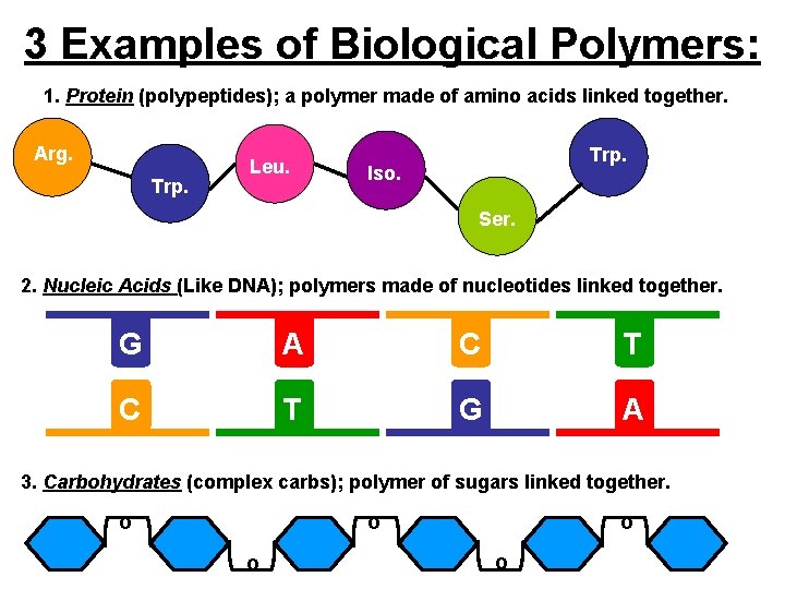 3 Examples of Biological Polymers: 1. Protein (polypeptides); a polymer made of amino acids