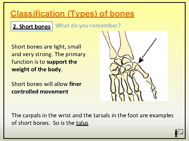 Classification (Types) of bones 2. Short bones What do you remember? Short bones are