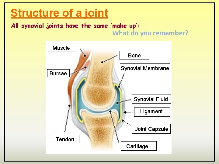 Structure of a joint All synovial joints have the same ‘make up’: What do