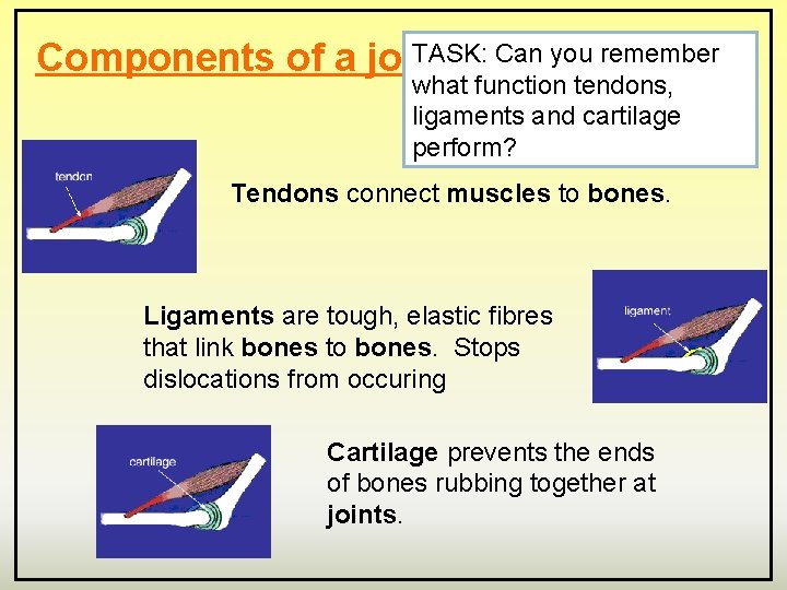 TASK: Can you remember Components of a joint what function tendons, ligaments and cartilage