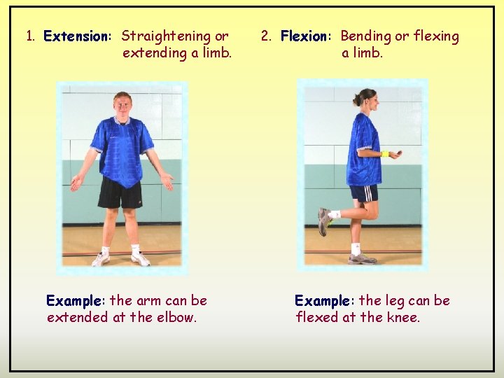 1. Extension: Straightening or extending a limb. Example: the arm can be extended at