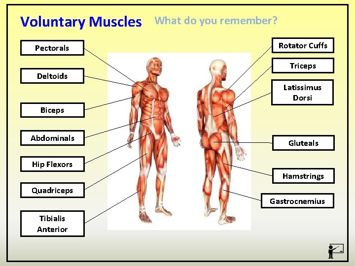 Voluntary Muscles Pectorals Deltoids What do you remember? Rotator Cuffs Triceps Latissimus Dorsi Biceps