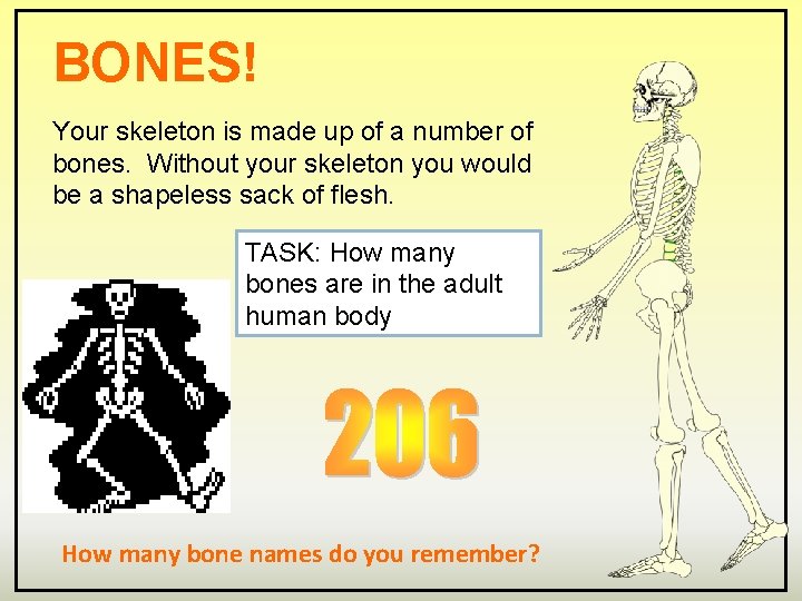 BONES! Your skeleton is made up of a number of bones. Without your skeleton