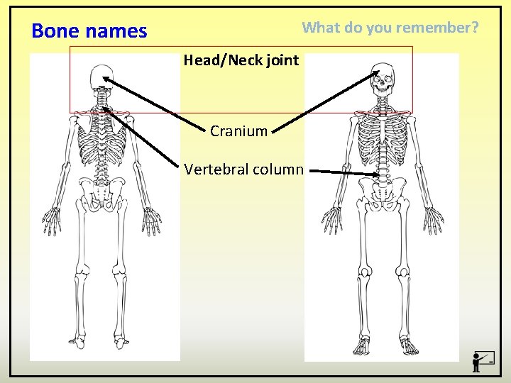 Bone names What do you remember? Head/Neck joint Cranium Vertebral column 