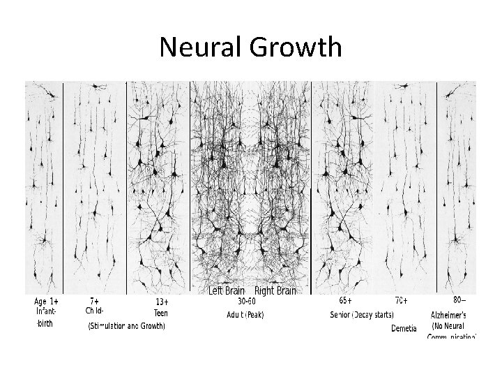 Neural Growth 