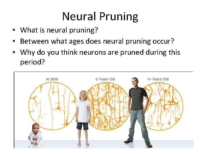 Neural Pruning • What is neural pruning? • Between what ages does neural pruning