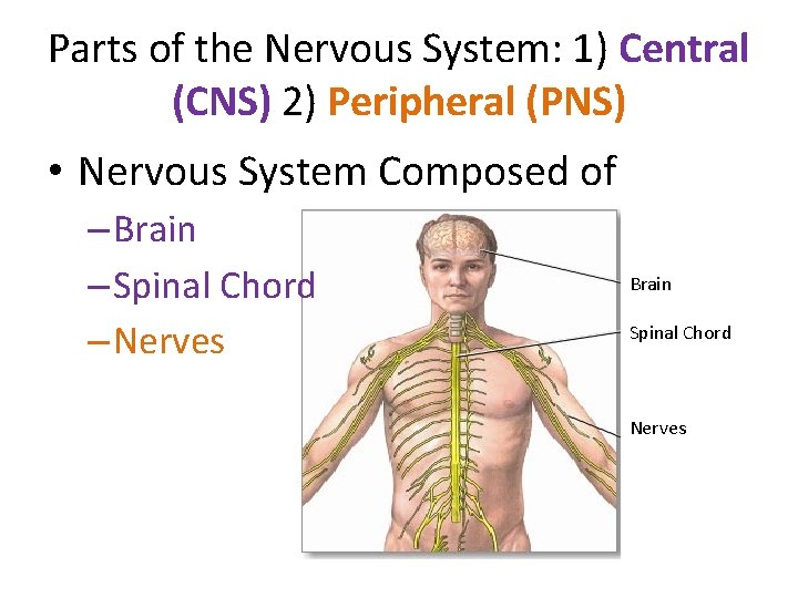 Parts of the Nervous System: 1) Central (CNS) 2) Peripheral (PNS) • Nervous System