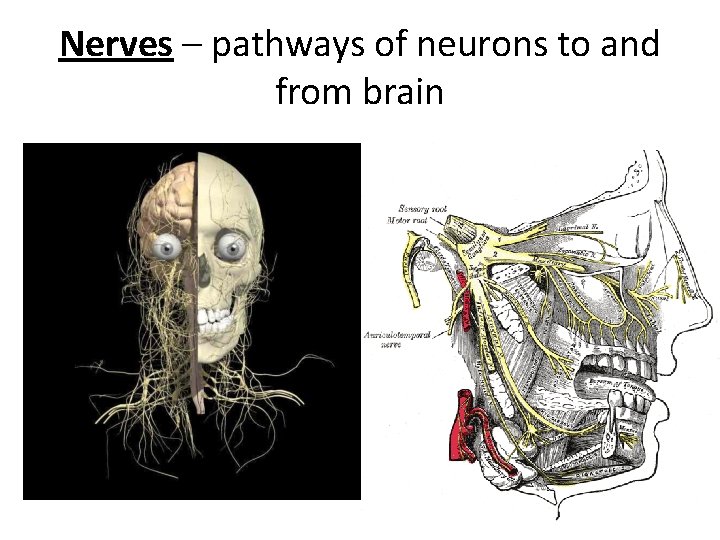 Nerves – pathways of neurons to and from brain 