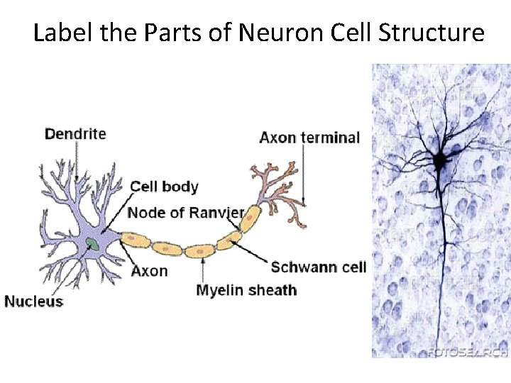 Label the Parts of Neuron Cell Structure 