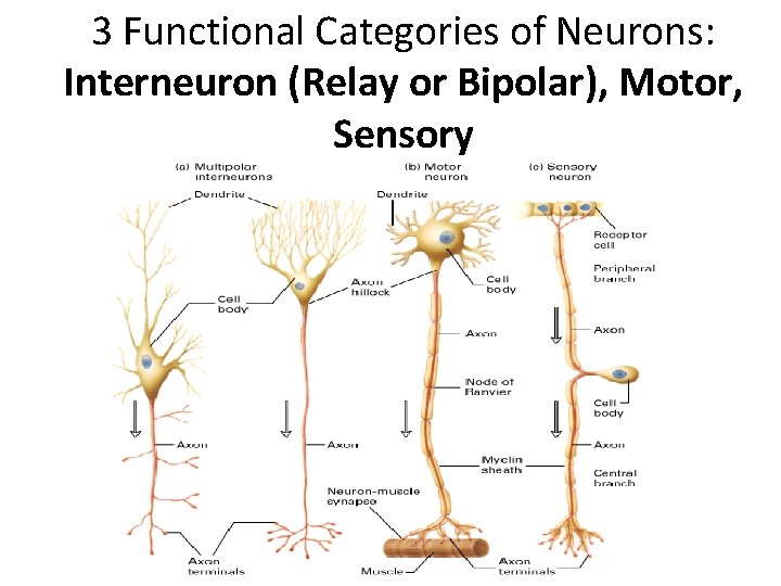 3 Functional Categories of Neurons: Interneuron (Relay or Bipolar), Motor, Sensory 