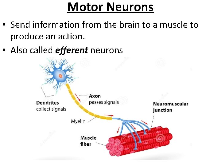 Motor Neurons • Send information from the brain to a muscle to produce an