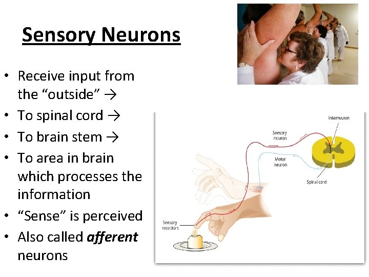 Sensory Neurons • Receive input from the “outside” → • To spinal cord →