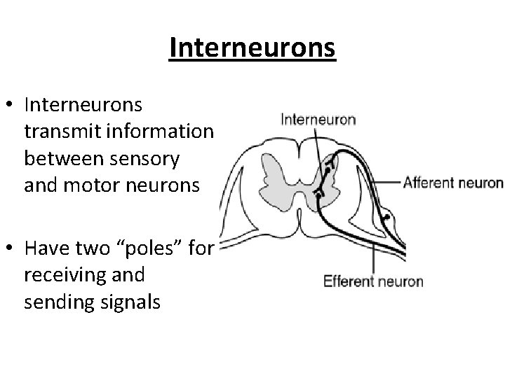 Interneurons • Interneurons transmit information between sensory and motor neurons • Have two “poles”