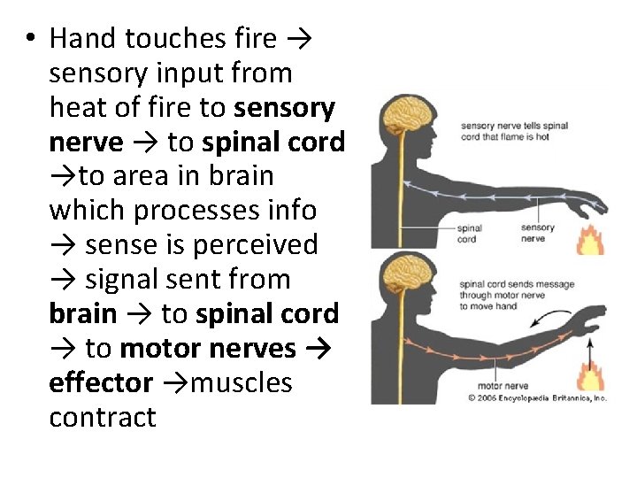  • Hand touches fire → sensory input from heat of fire to sensory