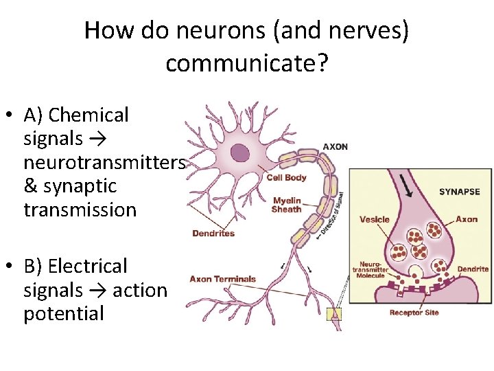 How do neurons (and nerves) communicate? • A) Chemical signals → neurotransmitters & synaptic