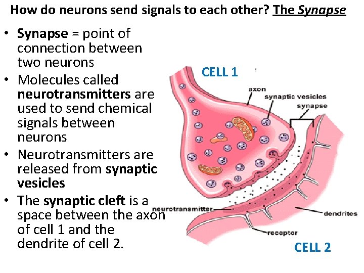 How do neurons send signals to each other? The Synapse • Synapse = point