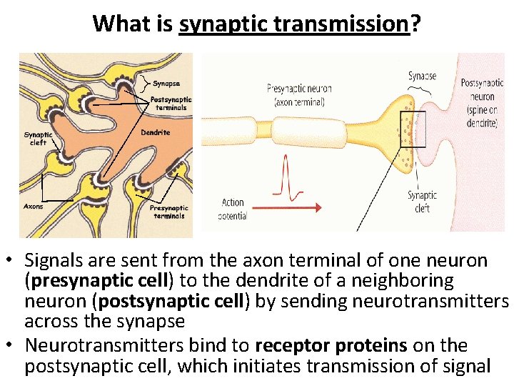 What is synaptic transmission? • Signals are sent from the axon terminal of one