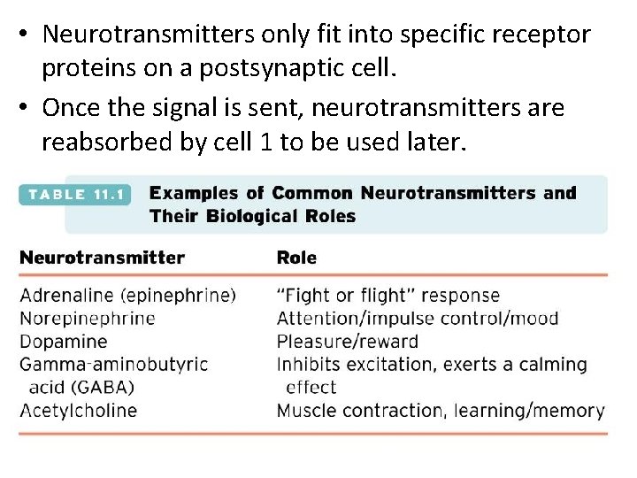  • Neurotransmitters only fit into specific receptor proteins on a postsynaptic cell. •