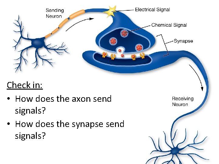 Check in: • How does the axon send signals? • How does the synapse