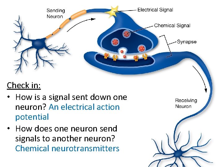 Check in: • How is a signal sent down one neuron? An electrical action