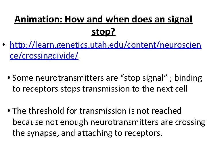 Animation: How and when does an signal stop? • http: //learn. genetics. utah. edu/content/neuroscien