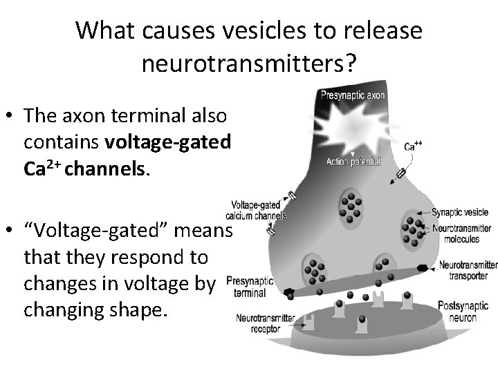 What causes vesicles to release neurotransmitters? • The axon terminal also contains voltage-gated Ca