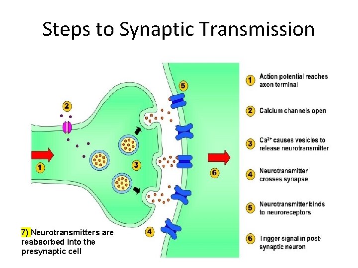Steps to Synaptic Transmission 7) Neurotransmitters are reabsorbed into the presynaptic cell 