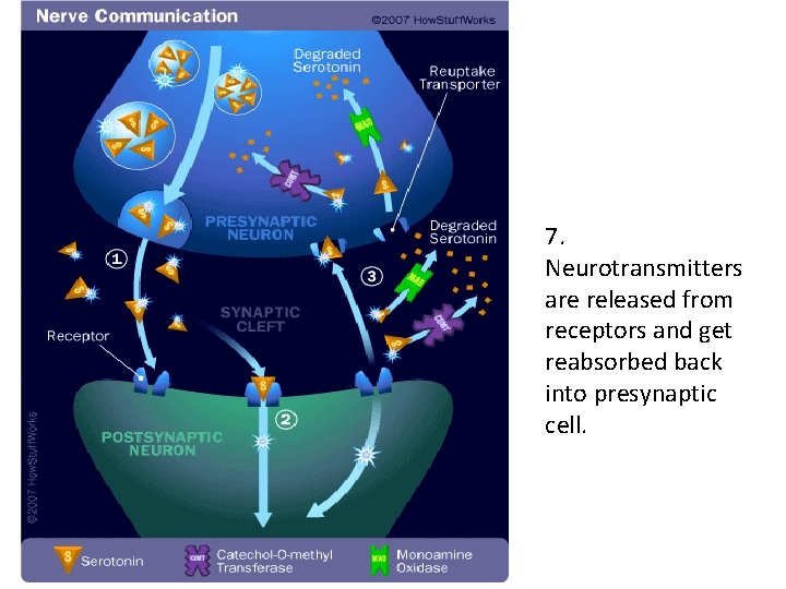 7. Neurotransmitters are released from receptors and get reabsorbed back into presynaptic cell. 