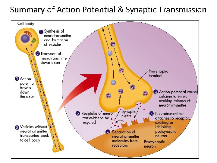 Summary of Action Potential & Synaptic Transmission 
