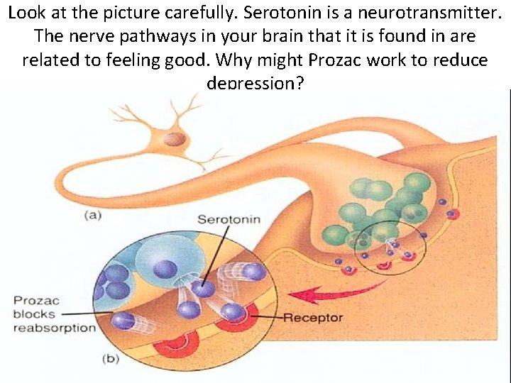 Look at the picture carefully. Serotonin is a neurotransmitter. The nerve pathways in your