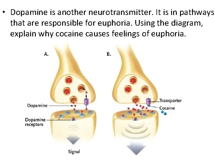  • Dopamine is another neurotransmitter. It is in pathways that are responsible for