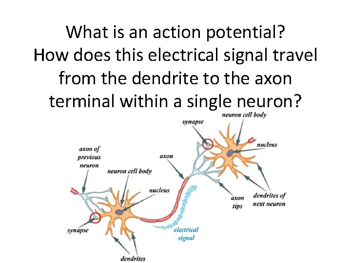 What is an action potential? How does this electrical signal travel from the dendrite