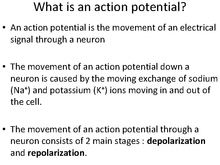 What is an action potential? • An action potential is the movement of an