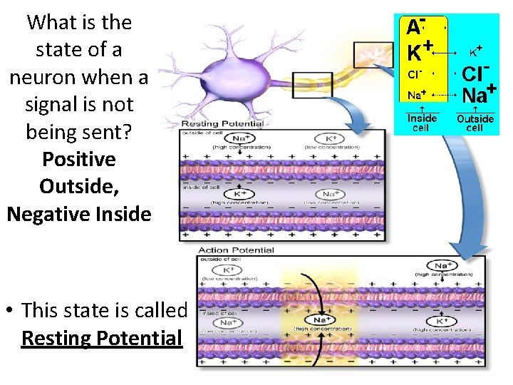 What is the state of a neuron when a signal is not being sent?