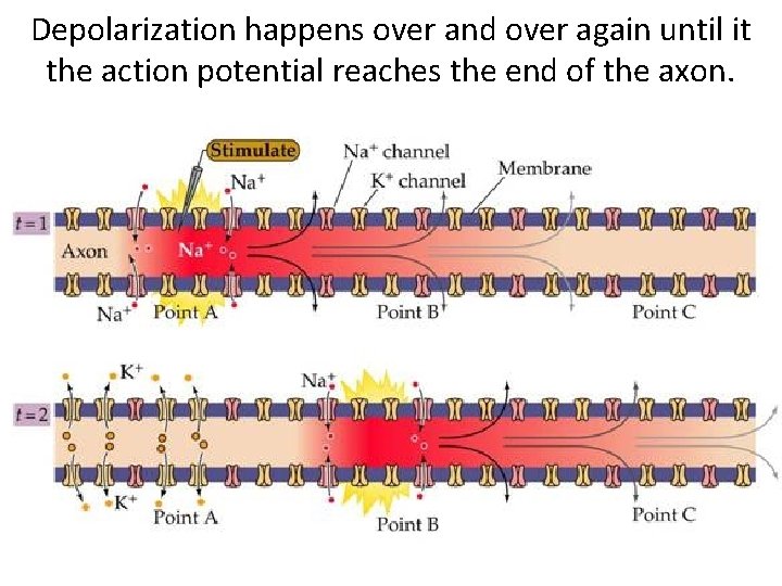 Depolarization happens over and over again until it the action potential reaches the end