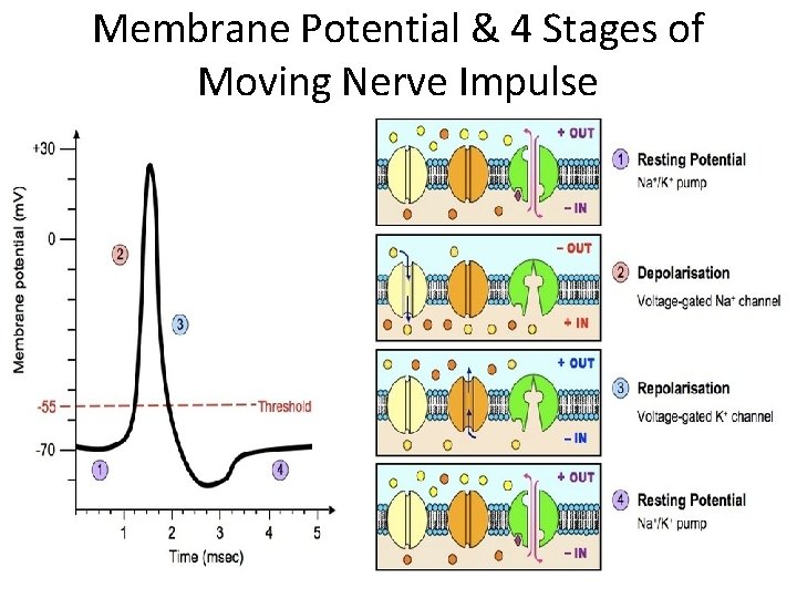 Membrane Potential & 4 Stages of Moving Nerve Impulse 