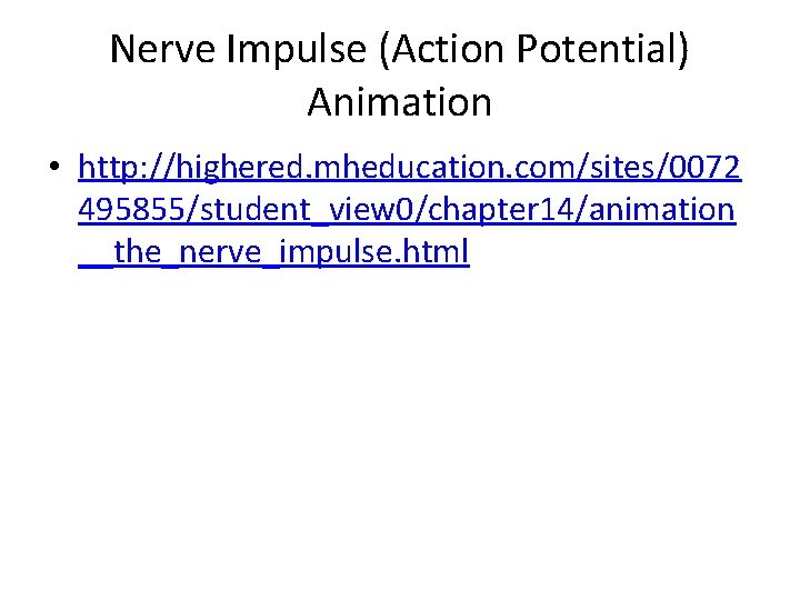 Nerve Impulse (Action Potential) Animation • http: //highered. mheducation. com/sites/0072 495855/student_view 0/chapter 14/animation __the_nerve_impulse.