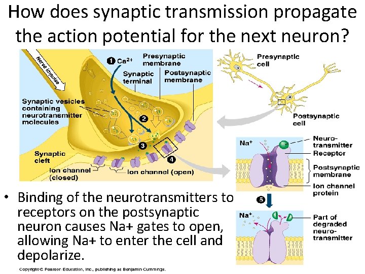 How does synaptic transmission propagate the action potential for the next neuron? • Binding