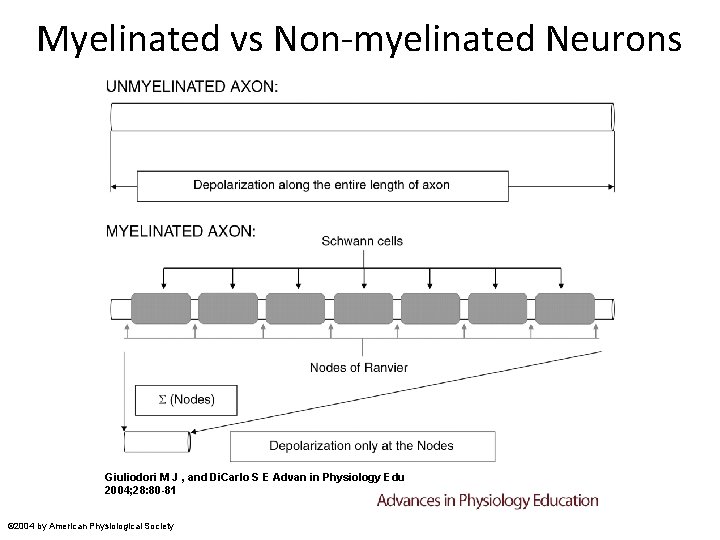 Myelinated vs Non-myelinated Neurons Giuliodori M J , and Di. Carlo S E Advan